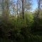 Meherrin River at Saffold Bridge