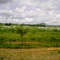 Paisaje LLanero en la via  El Sombrero - El Calvario