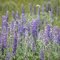 Wildflowers