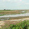 Los Llanos - Aves