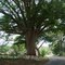 Arbol Centenario,Via Aguirre,Montalban