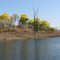 Araguaneyes en Rio Verde