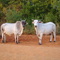 Vacas en Urb. Paraiso, Higuerote