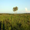 Palmera sola en la Estancia Sanz