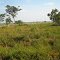 Llanos Venezolanos,Barinas,Venezuela