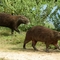 water pig  Llanos