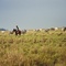 Stockbreeder-Granjer