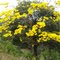 BERO  ARBOL DEL VERANO