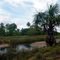 Caño y Morichal en cuenca del Atapirire Anzoátegui
