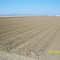 Research plot, cotton