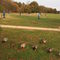 Mallards in Laurel Acres Park