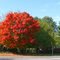 A pretty red tree
