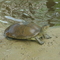 tortuga arrau del criadero de javier cabeza -- en mapire