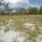 arenales blancos tipicos del suelo humedo de la llanura del sur de anzoategui