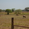 Bosque al fondo
