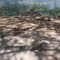 Criadero de iguanas en el Socorro cerca de Urumaco vía a Pedregal. Edo Falcón, Venezuela.