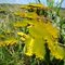 Flor de arbusto de la sabana barinesa. Barrancas de Barinas