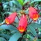 Los boquiabiertos del colibrí [Seemannia sylvatica (Gesneriaceae)]