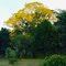 Araguaney - árbol nacional de Venezuela