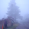 PERRO Y NEBLINA EN CARRETERA VIA CAPILLA VIRGEN DE LA FORTUNA, VEGA DE LA PIPA, RUBIO, TACHIRA, VENEZUELA