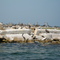 Audubon Island