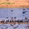 Patos en los LLanos