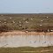 Ibises and white herons