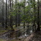 BROOKER CREEK STATE PARK, FL