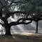 Mighty Oak