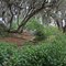 indian mound at phillippe park