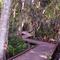 Brooker creek park nature trail, near Oldsmar, Florida (1999)