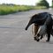 giant anteater