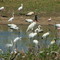 Vögel im Wasserloch