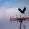 Bald Eagle in flight
