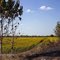 SEMBRADIO DE GIRASOLES EN MIJAGUAL, BARINAS, VENEZUELA (2)