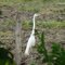 Garza Blanca Grande (Ardea alba)