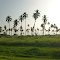 palmas