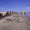 Liberación de tortuguillos arrau Podocnemis expansa, Programa Nacional de Conservación y de Cría en Cautiverio-FUDECI, en el RF Tortuga Arrau, Sta. María del Orinoco