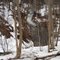 Spring Thaw water flow