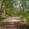 Pine Road