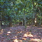 La cumbre de la concepcion de san tiago