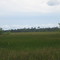 Sabana cerca de Tunapui
