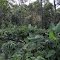 Cafetal abandonado, ya que hoy día 2012 se importa el café de Nicaragua, en vez de comprarle al productor nacional!!!!