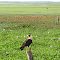 Birds paradise Llanos