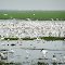 Birds paradise Llanos