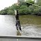 Feed a crocodile