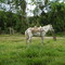 Transporte del campo