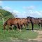 Rancho San Andres