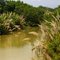 Espigas y el Río