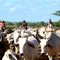 LLANEROS(VAQUEROS) DE LOS LLANOS CENTRALES
